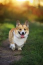 Cute portrait of a corgi dog walking in summer on green grass on a sunny day