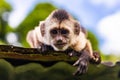Cute portrait of curious capuchin wild monkey looking at the camera