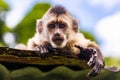 Cute portrait of curious capuchin wild monkey looking at the camera