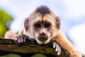 Cute portrait of curious capuchin wild monkey looking at the camera Royalty Free Stock Photo