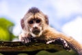 Cute portrait of curious capuchin wild monkey looking at the camera