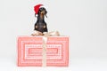 Cute portrait dachshund dog, black and tan, wearing a red Christmas hat Santa Claus, standing on a large beautiful gift, isolated