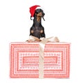 Cute portrait dachshund dog, black and tan, wearing a red Christmas hat Santa Claus, standing on a large beautiful gift, isolated Royalty Free Stock Photo