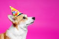 Cute portrait dog pembroke welsh corgi wear cap birthday, looking up while waiting for a gift or a yummy on bright pink