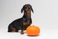 Cute portrait of a dog puppy breed dachshund black tan, and an orange festive pumpkin, on a gray background