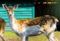 a cute portrait of a european fallow deer, summer coat of a doe, popular zoo animal specie Royalty Free Stock Photo