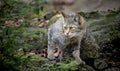 Cute portrait of European wild cat Felis silvestris peeking from behind bushes in natural mountain forest environment
