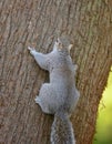 Grey squirrel climbing up a tree Royalty Free Stock Photo
