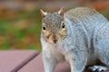 Grey squirrel sitting on a picnic table Royalty Free Stock Photo