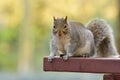 Grey squirrel sitting on a picnic table Royalty Free Stock Photo