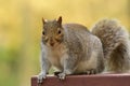 Grey squirrel sitting on a picnic table Royalty Free Stock Photo