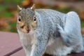 Grey squirrel sitting on a picnic table Royalty Free Stock Photo