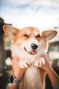 Portrait happy Welsh corgi dog on hands. wood wall on background