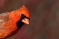 Cute portrait of a head shot of a colorful male Northern Cardinal bird