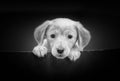 Cute portrait of Labrador Puppy Head in Black and White on the Black Background. He is a beautiful little dog with black eyes Royalty Free Stock Photo