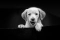 Cute portrait of Labrador Puppy Head in Black and White on the Black Background. He is a beautiful little dog with black eyes Royalty Free Stock Photo