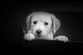 Cute portrait of Labrador Puppy Head in Black and White on the Black Background. He is a beautiful little dog with black Royalty Free Stock Photo