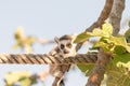 Cute portrait of a lemur on a tree. Royalty Free Stock Photo