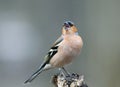 cute portrait of little beautiful bird Finch sings trill in spring forest to attract females