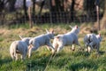 A cute Portrait of multiple little lambs Running and jumping around in a grass field or Meadow during Springtime. the young sheep Royalty Free Stock Photo