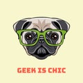 Cute portrait of nerdy Pug dog. Vector illustration on white Royalty Free Stock Photo