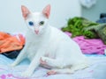Cute portrait of pregnant white cat Royalty Free Stock Photo