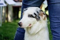 Cute portrait of a pretty blue Australian shepherd looks at the camera