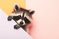 Cute portrait of a raccoon peeking out on a colored background, mockup Royalty Free Stock Photo