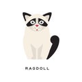 Cute portrait of ragdoll cat. Cartoon purebred pet. Large and muscular long-haired animal with black markings on ears