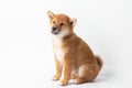 Cute portrait of Red-haired Japanese smiling cute puppy Shiba Inu Dog sitting on isolated white background, front view Royalty Free Stock Photo