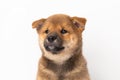 Cute portrait of Red-haired Japanese smiling cute puppy Shiba Inu Dog sitting on isolated white background, front view Royalty Free Stock Photo