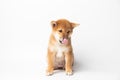 Cute portrait of Red-haired Japanese smiling cute puppy Shiba Inu Dog sitting on isolated white background, front view Royalty Free Stock Photo