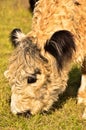 Cute portrait of a robust furry cow with light fur and black ears Royalty Free Stock Photo