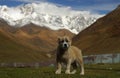 Cute portrait of small puppy of Caucasian sheep dog standing on background of snowy mountains and brown autumn valley