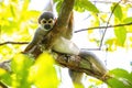 Cute portrait of squirrel monkey in amazon jungle Royalty Free Stock Photo