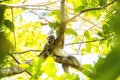 Cute portrait of squirrel monkey in amazon jungle Royalty Free Stock Photo