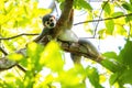 Cute portrait of squirrel monkey in amazon jungle Royalty Free Stock Photo