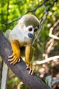 Cute portrait of squirrel monkey in amazon jungle Royalty Free Stock Photo