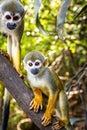 Cute portrait of squirrel monkey in amazon jungle Royalty Free Stock Photo