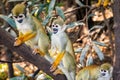 Cute portrait of squirrel monkey in amazon jungle Royalty Free Stock Photo