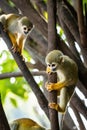 Cute portrait of squirrel monkey in amazon jungle Royalty Free Stock Photo