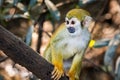 Cute portrait of squirrel monkey in amazon jungle Royalty Free Stock Photo
