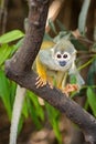 Cute portrait of squirrel monkey in amazon jungle Royalty Free Stock Photo