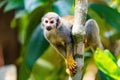 Cute portrait of squirrel monkey in amazon jungle Royalty Free Stock Photo