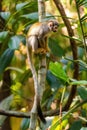 Cute portrait of squirrel monkey in amazon jungle Royalty Free Stock Photo