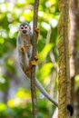 Cute portrait of squirrel monkey in amazon jungle Royalty Free Stock Photo
