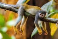 Cute portrait of squirrel monkey in amazon jungle forest Royalty Free Stock Photo