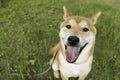 Cute Portrait of Sweet Smiling Shiba inu Dog on nature green grass outdoor at park. Royalty Free Stock Photo