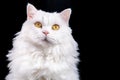 Cute portrait of white furry cat on black background. Studio photo. Luxurious isolated domestic kitty.