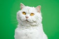 Cute portrait of white furry cat on green chromakey background. Studio photo. Luxurious isolated domestic kitty.